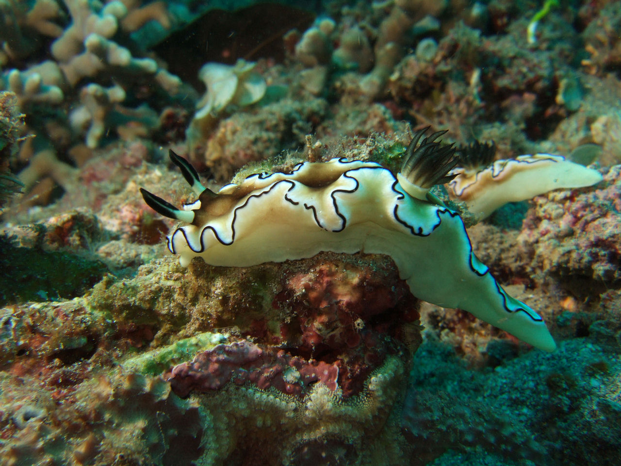 Glossodoris atromarginata